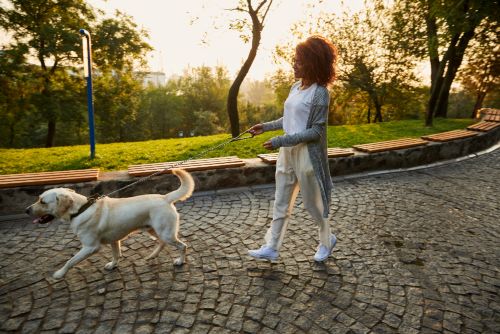 Professional pet walker services in Walnut Creek for safe and reliable dog walking